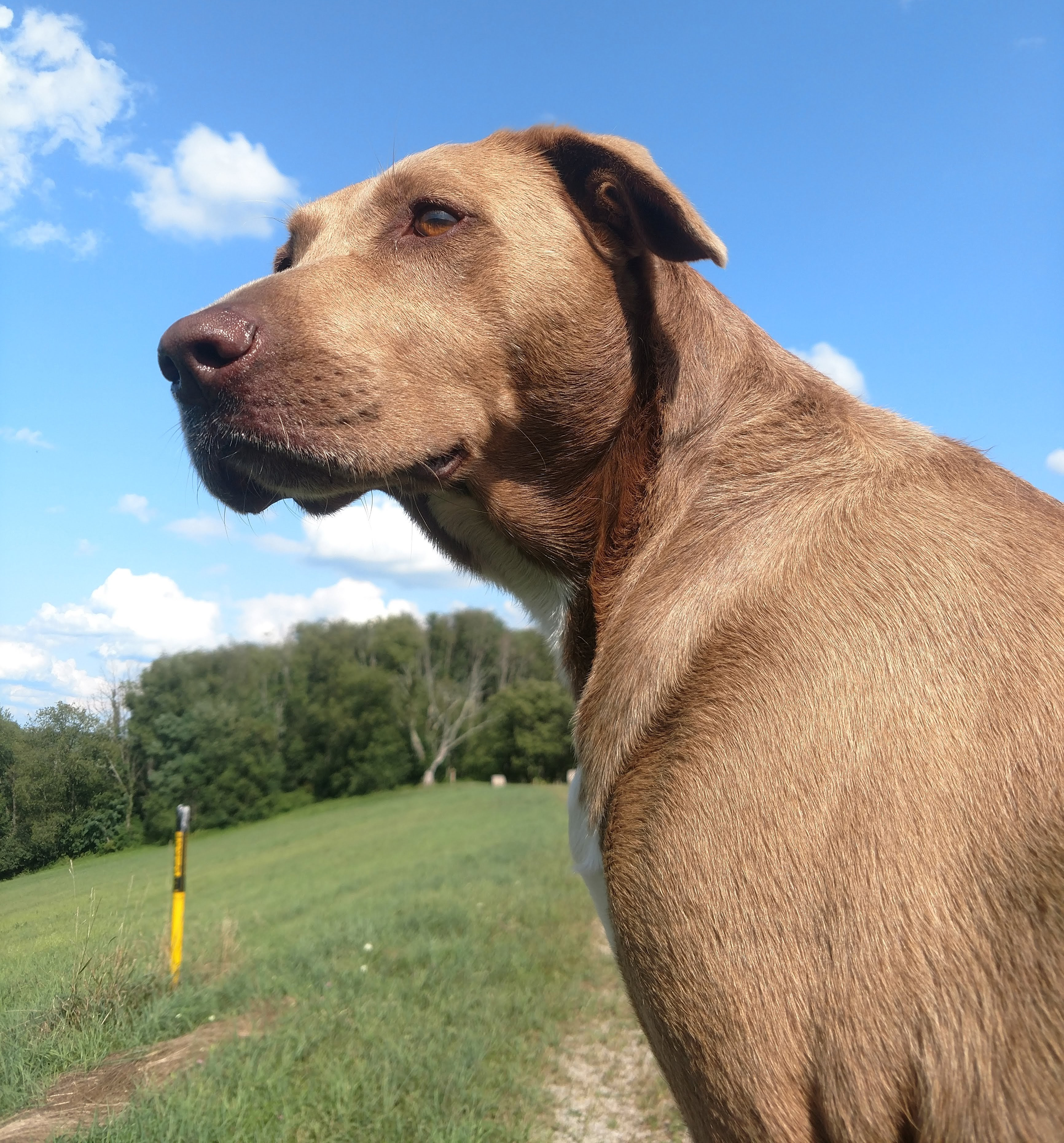 Ken's Dog watching over the fabricating - welding - sandblasting - painting facility